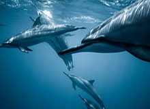 17c网页版——真不是我带节奏，视频分享刷着刷着我就不对劲了这算不算被坑了?